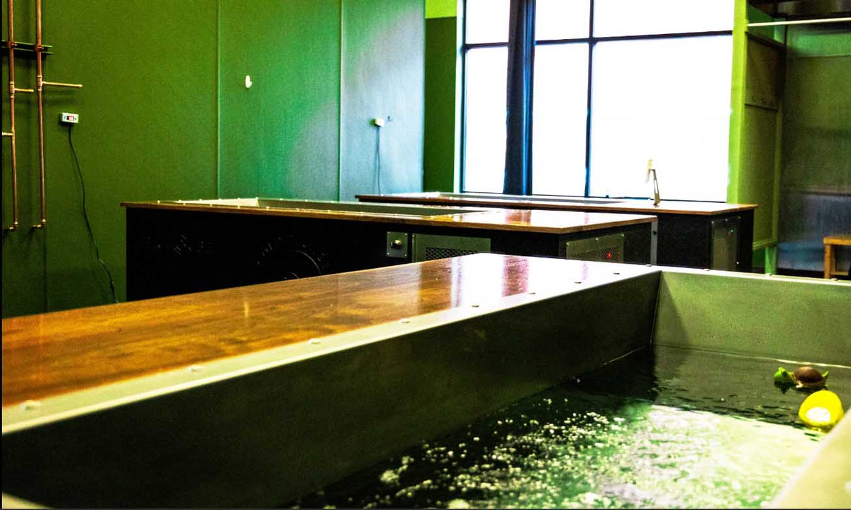 Three custom BlueCube cold plunges with walnut decks installed in the recovery room at Cold Plunge Coffee in Salt Lake City, UT