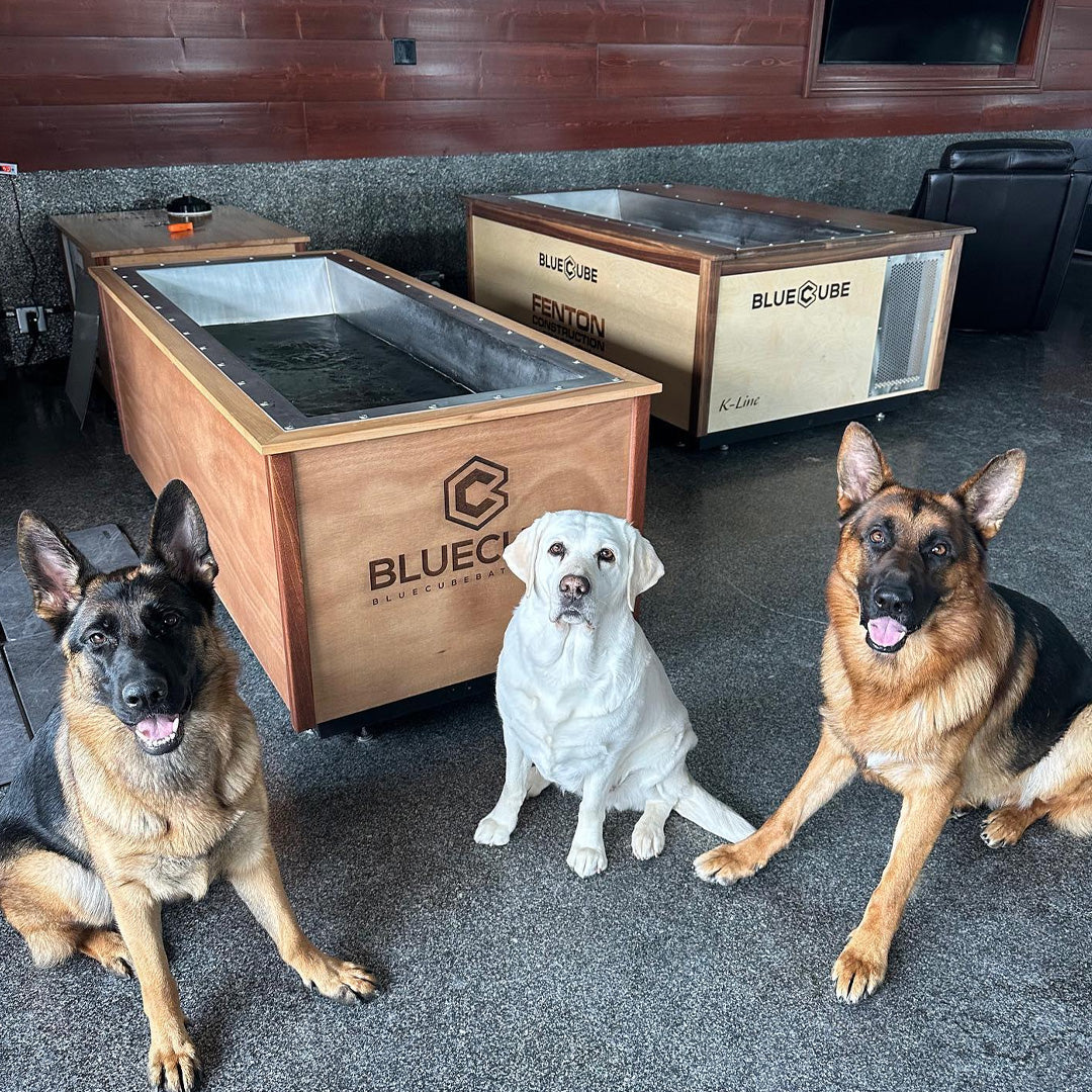 BlueCube customer photo of 3 dogs in front of 2 cold plunge tubs. 