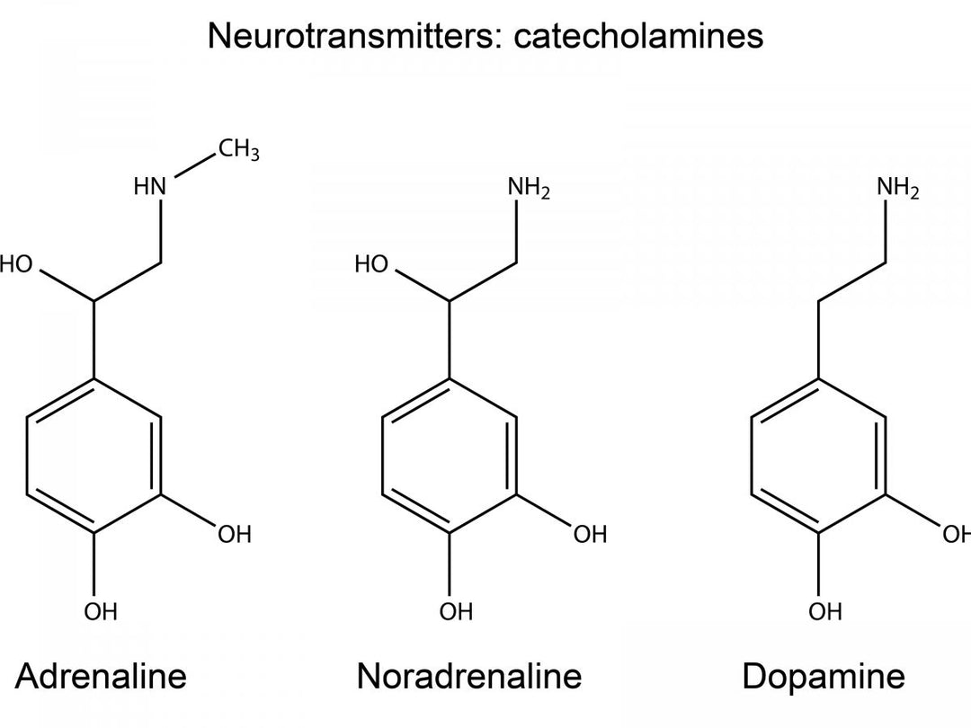cold plunging releases dopamine adrenaline and norepinephrine